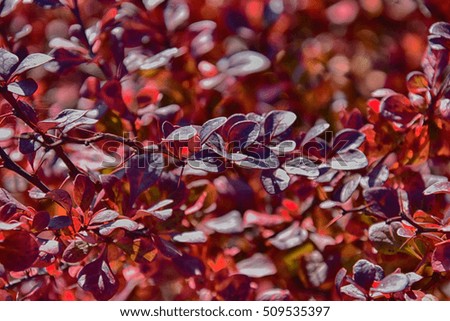 beautiful red autumn leaves on a small tree