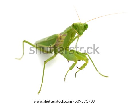 Mantis on white background. Closeup image of mantis. Soothsayer or mantis green insect. Mantis portrait. Grass green Mantodea from tropical nature. Mantis isolated picture with text place