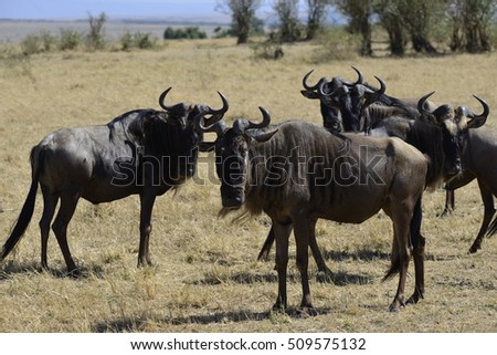 Safari at Kenya
