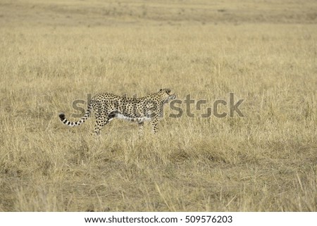 Safari at Kenya
