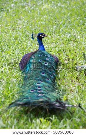 A Peacock in garden