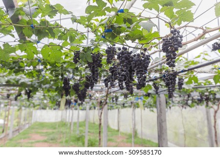 Vine and bunch of black grapes in garden