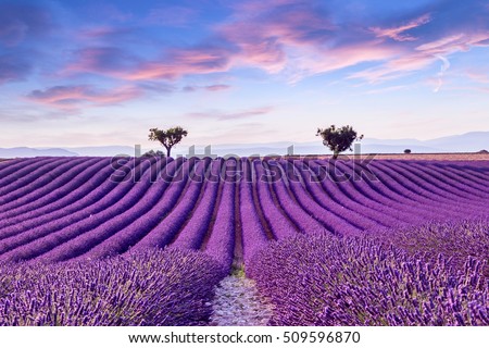 Lavender field summer sunset landscape near Valensole.Provence,France Royalty-Free Stock Photo #509596870