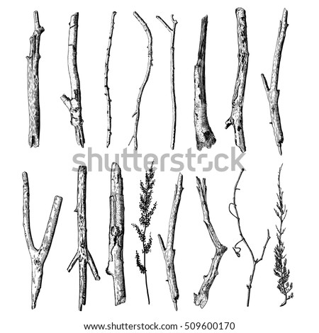 Set of detailed and precise ink drawing of wood twigs, forest collection, natural tree branches, sticks, hand drawn driftwoods forest pickups bundle. Rustic design, classic drawing elements. Vector.  Royalty-Free Stock Photo #509600170