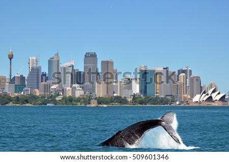Tail of a Humpback Whale (Megaptera novaeangliae) rise above the water of Sydney Harbour  against Sydney city skyline during a whale watching tour in New South Wales, Australia. No people. Copy space