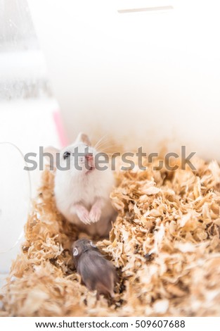 Stand up of the female hamster.