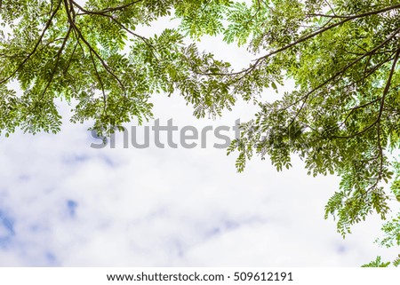 Up view on tree and clouds on blue sky background