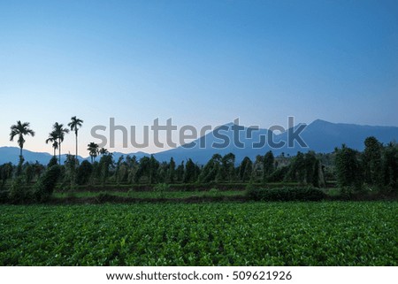 Crop fields with Mount Rinjani as background at Lombok, Indonesia.