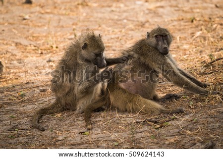 Chacma Baboons grooming, Chobe National Park