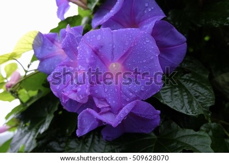 Close up of Morning glory flower