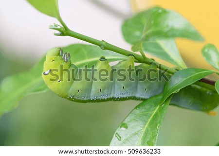 The green chubby worm is eating a leaf