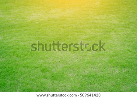 The sun shines on the green lawn. Backyard for the background