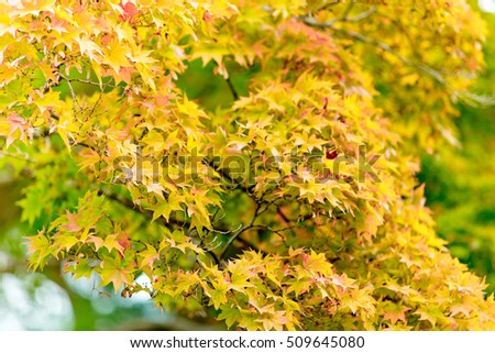 Autumn Colors in Japan/Beautiful autumn leaves