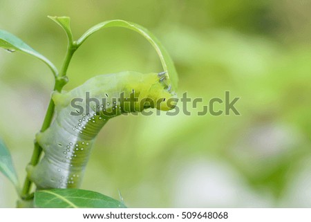 The green chubby worm is eating a leaf