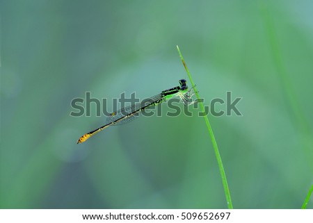 dragonfly in the forest