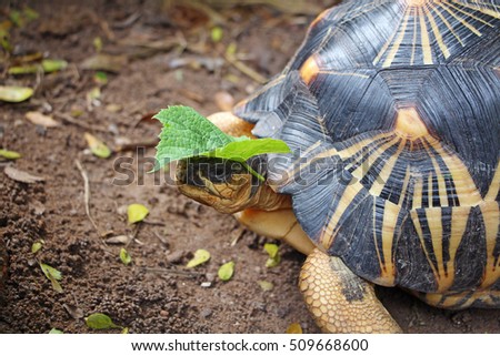 Grape leaves are on the head of a radiated tortoise,The radiated tortoise from south of Madagascar,cute animal pictures make you smile
