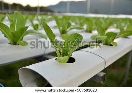 Vegetables in hydroponic farm, Hydroponic vegetables growing in greenhouse, Thailand