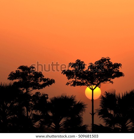 Silhouette of  trees  in foreground on skyline with color effec