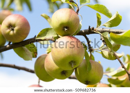   photographed close-up of apples growing on the trees in the orchard. The summer season, a small depth of field