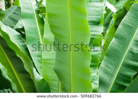 Banana leaf, Green Banana leaf in nature