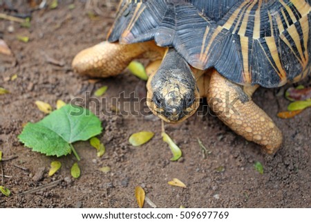 The radiated tortoise from south of Madagascar,cute animal pictures make you smile