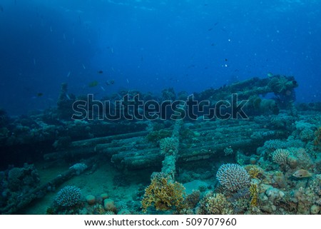 Beautiful coral garden in Red Sea