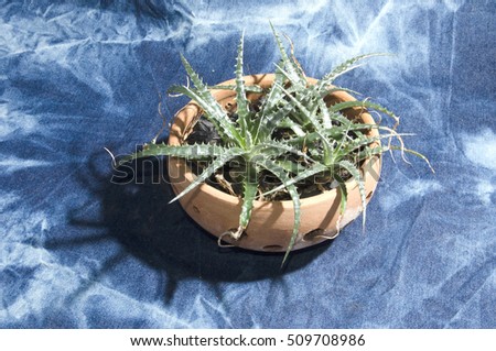 growing in pot      desert plant 
