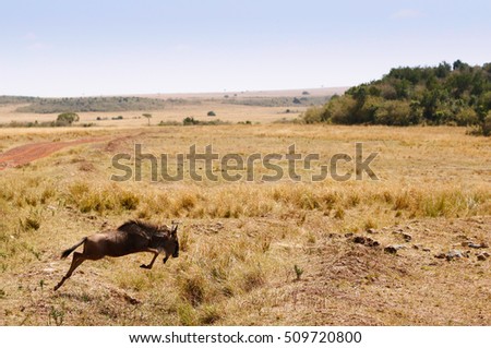 Running wildebeest in Masai mara National Park Kenya
