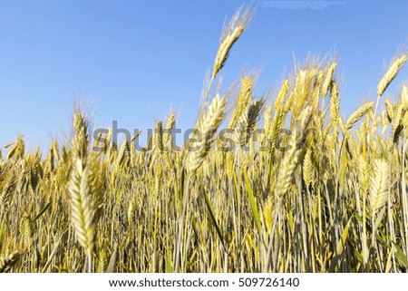   Agricultural field on which grow yellowed grass, which is almost ready for harvest, close-up. In the background a blue sky