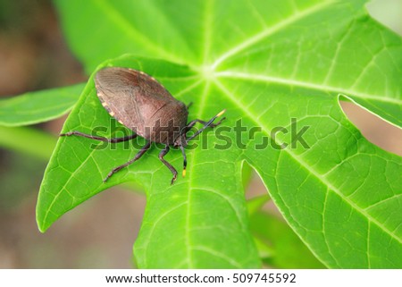 Picromerus bidens (Stink bug) on papaya leaf