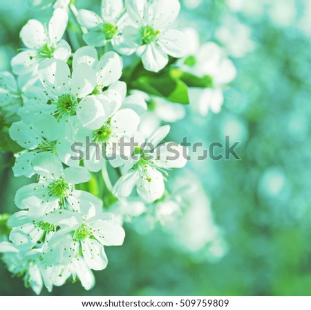 White flowers of the cherry blossoms on a spring day 