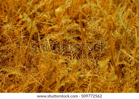 Yellow broun grass macro close up. Toned photo.