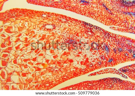 flower ovary and ovule- science background. Microscopic- micrograph of a plant cell. Photo micro sections with high magnification with light microscope