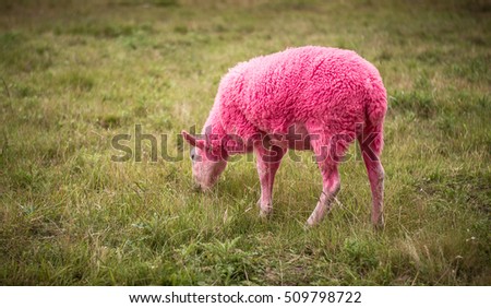 Pink sheep grazing on green grass at Latitude Music Festival  Royalty-Free Stock Photo #509798722