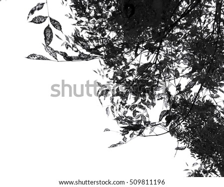 Black leaf with tree on white background.