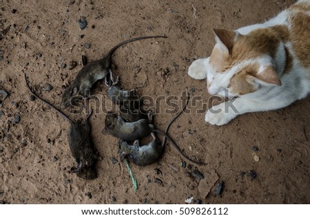 Rats and cats