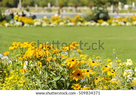 Yellow flowers in garden with defocused bokeh on background