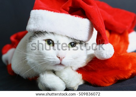 funny cat in christmas new year hat and coat close up photo on black background