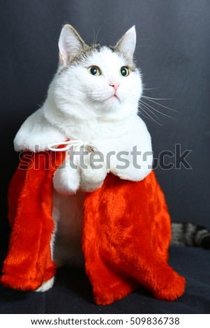 funny cat in christmas new year coat on black background