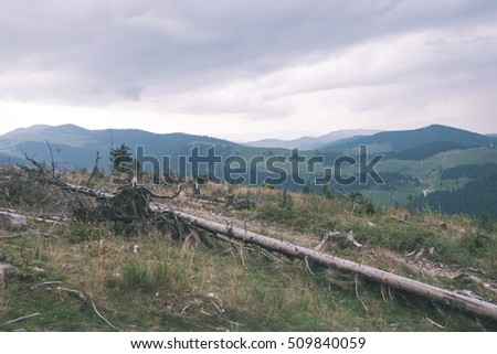View to the carpathian mountains from forest with lonely trees and clouds above - vintage film look