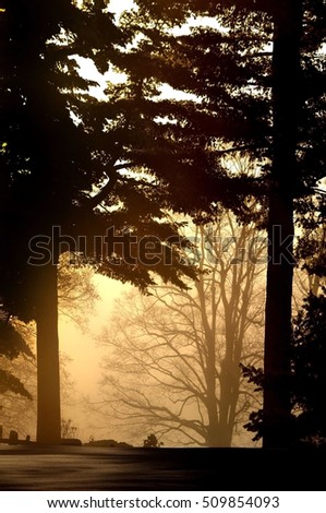 Silhouette of  trees  in foreground Morning light