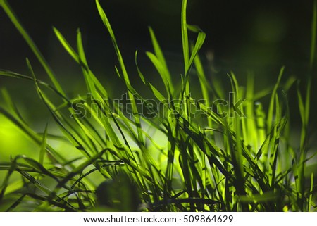 Green grass. Black background