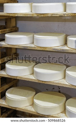 Shelves of young Comte Cheese on wooden shelves at ripening cellar in Franche Comte dairy in France