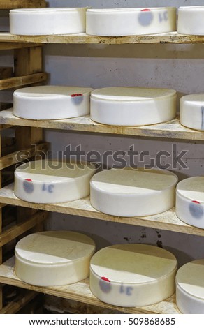 Shelves of young Comte Cheese on wooden shelves in ripening cellar in Franche Comte dairy in France