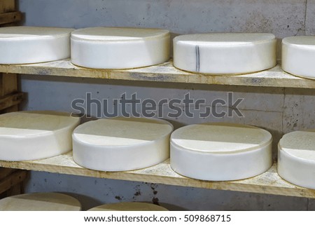 Shelves of young Comte Cheese on wooden shelves at ripening cellar of Franche Comte dairy, in France