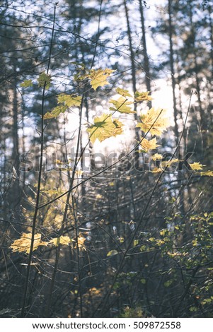autumn colored forest leaves against the sun in woods - vintage film effect