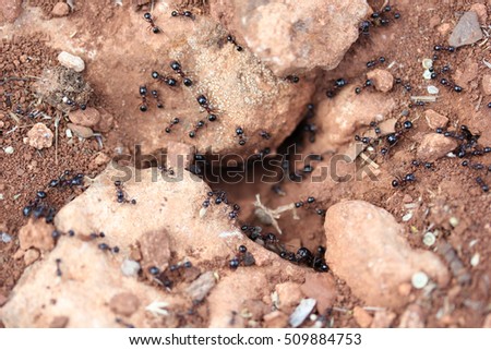 anthill in the hole 