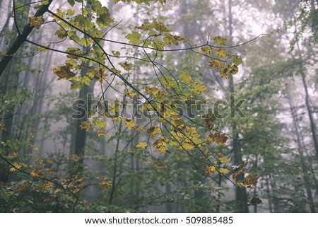 autumn colored forest trees in misty evening. fall scene in country - vintage film effect