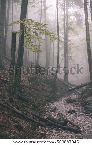 colorful autumn trees in heavy mist in wet forest after rain. scenic trail - vintage film effect