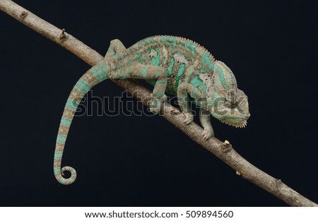 chameleon - colors